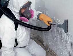 Professional Mold Prevention & Removal  in Childress, TX